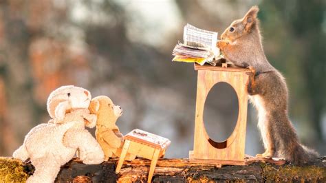 If you're looking for the best funny wallpaper then wallpapertag is the place to be. 1600x900 Squirrels Funny 1600x900 Resolution HD 4k ...