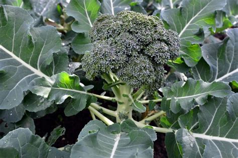 Organic Early Green Broccoli — San Diego Seed Company