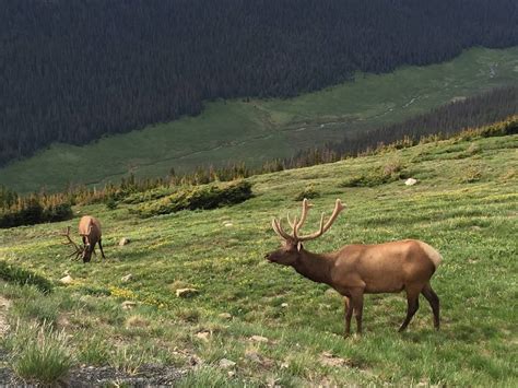 Colorado Parks And Wildlife Shares Photos Of Rare Piebald Elk Spotted