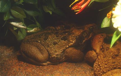Cane Toad Rhinella Marina 2017 02 06 Zoochat