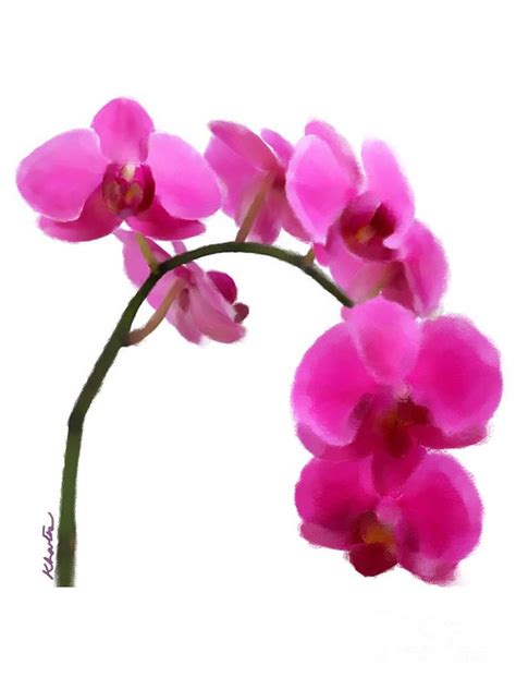 Beautiful Pink Orchids Drawing By Karen Larter
