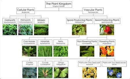 Klasifikasi Morfologi Tumbuhan Plantae Dan Contoh Biologi My Xxx Hot Girl