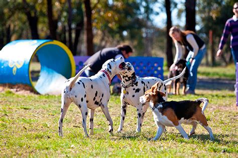 Great Dog Parks And Walks Around Perth Australian Dog Lover