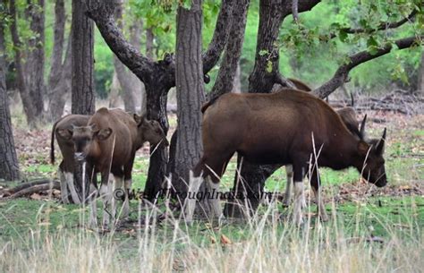 Wildlife Safari In Bandhavgarh National Park Of Madhya Pradesh