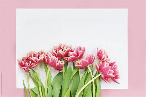 Pink Tulips On White And Pink Background By Stocksy Contributor Amor