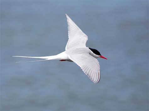 Arctic Tern Migration A Complete Guide Birdfact