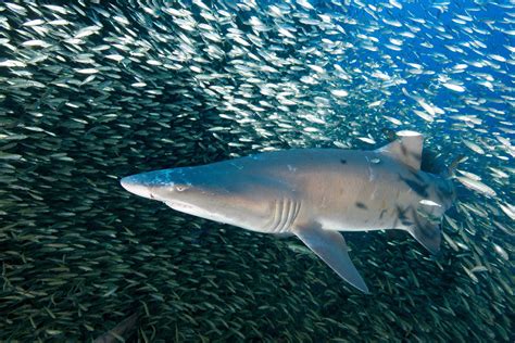 Sand Tiger Shark Eating Fish