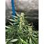 ILGM Blueberry Autoflower Grow Journal By AGrowerNotAShower  GrowDiaries