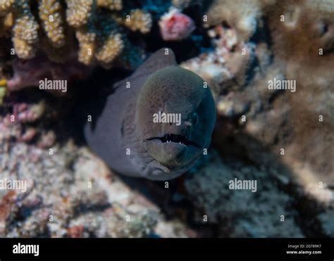 Moray Eel Peeking Out Of A Hole In Coral On A Reef At The Bottom Of The