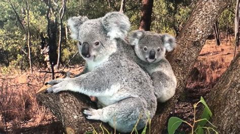 Nool Húsz év Után Először Született Koala A Miami Állatkertben