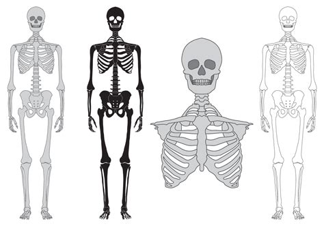 Skeleton And Bones Vector Set 122295 Vector Art At Vecteezy