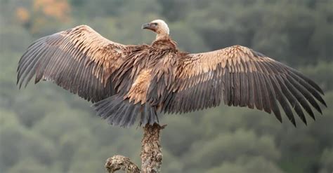 The Top 10 Largest Vultures In The World A Z Animals