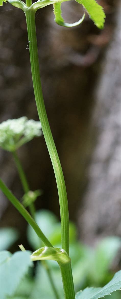 Vaak wordt de plant ook hanenpoot genoemd. Zevenblad - Aegopodium podagraria