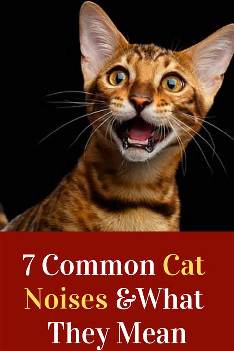 7 Common Cat Noises And What They Mean With Images Cat Noises Cats