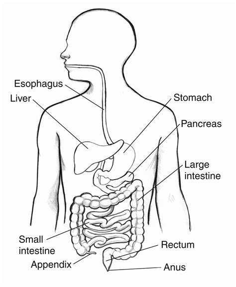 Digestive System Printables
