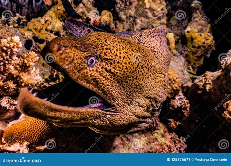 Moray Eel Mooray Lycodontis Undulatus In The Red Sea Stock Image