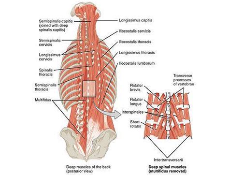 Low Back Pain A Guide For Coaches And Athletes On Anatomy Types And