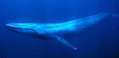 Ten Amazing And Interesting Facts About Blue Whales