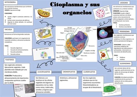 Citoplasma Organelas Infografia Y Sus Partes De Y Estructura De La