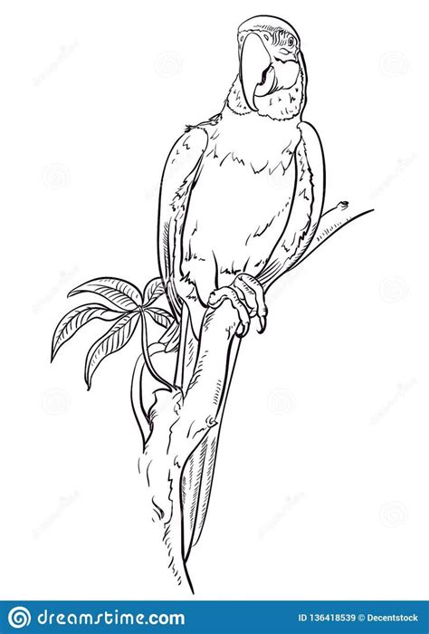 Illustration About Parrot Macaw Sits On The Branch Coloring Pages