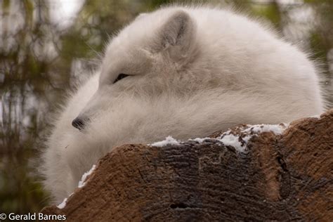 Arctic Fox Flickr