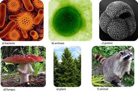 Taxonomy Species Living Organisms Diversity And Principles