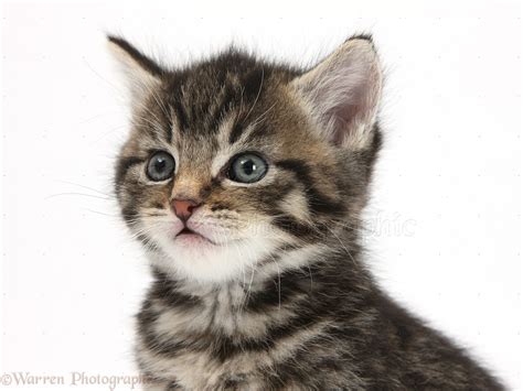 Cute Tabby Kitten 6 Weeks Old Photo Wp35563