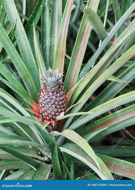 Pineapple Growing In Koh Samui Thailand Stock Photo Image Of Natural