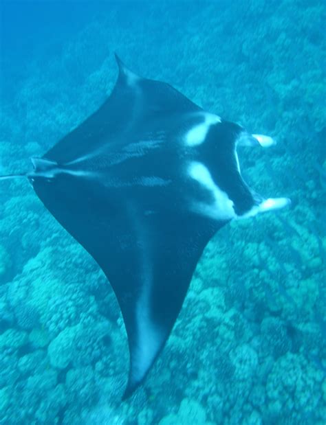 Swim With Manta Rays Sunlightonwater Manta Ray Marine Animals Marine