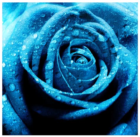 Dark Blue Rose Wallpaper