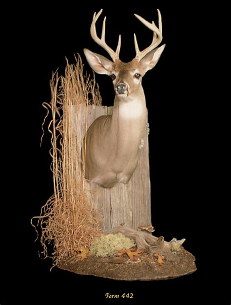Foster Taxidermy Supply Taxidermy Forms And Taxidermy Supplies