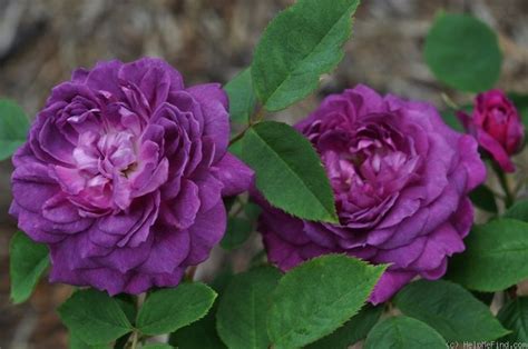 Reine Des Violettes Rose