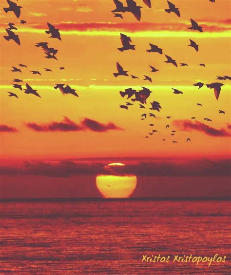 A Magical Sunset 🌇 On The Beach 🌊 With Flying Birds 🐦 🐦 🐦 👌 ☺ 💖 Sunset Love Flying Birds