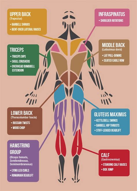 They are categorized by the muscles which they affect (primary and secondary), as well as the equipment required. American Infographic - Master Your Muscles