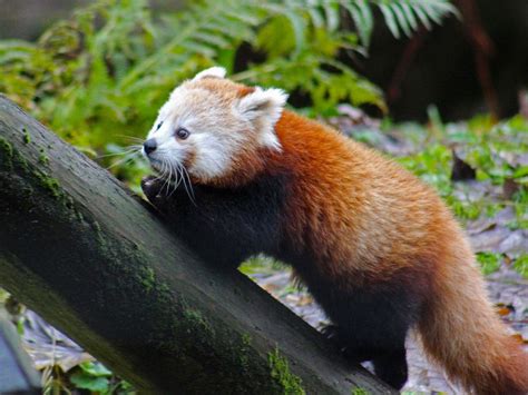 Endangered Red Panda Cub Found Safe After Escaping From Belfast Zoo R
