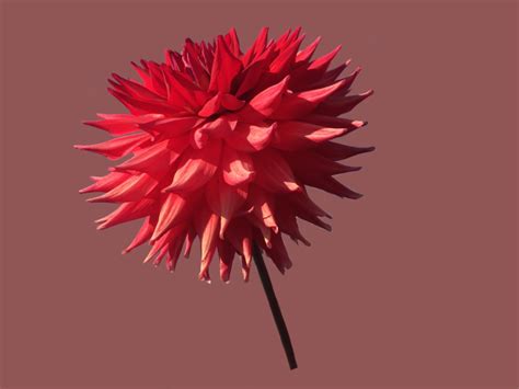 Free Images Flower Petal Bloom Red Dahlia Illustration