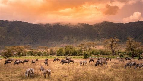 Tanzania: The Ngorongoro Crater is a haven for wildlife | Stuff.co.nz