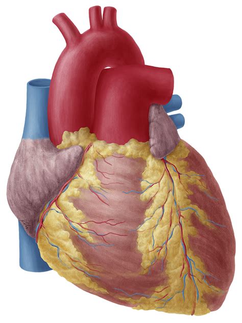 Still, we are going to reveal them because we see them as a big gift to you, to everybody, to the on the contrary, the matters of the heart are seen as totally inferior to logic, reasoning, the mind, the power of thought. Heart - Anatomy Study Guide | Kenhub