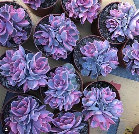 These bold succulents have fleshy, bright red leaves when they are fully matured. Rare Purple Succulents (100 seeds) - elitehomeimage