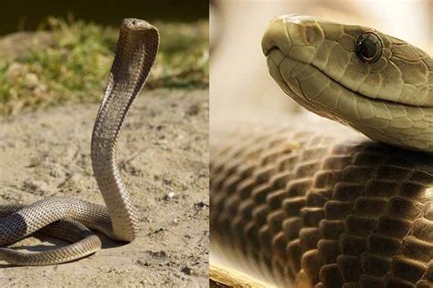 Who Would Win A Fight Between Black Mamba And King Cobra
