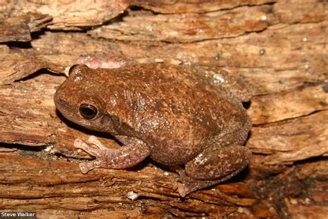 Litoria Sp Nov Desert Tree Frog Species Details Frogwatch Sa