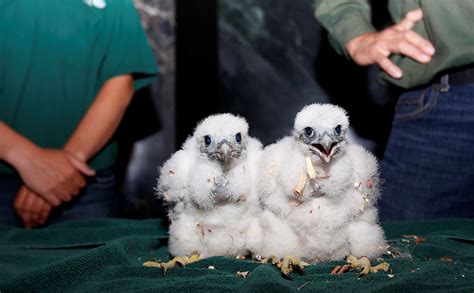 Two Peregrine Falcon Chicks Sit On A Table Getting Their Pictures Taken After Being Banded At