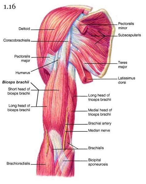 Muscles Of The Arm The Muscles Of The Arm Move The Forearm Biceps