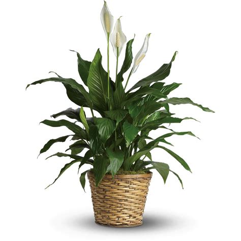 Check spelling or type a new query. Green House Plants - Easy-to-Grow Foliage House Plants