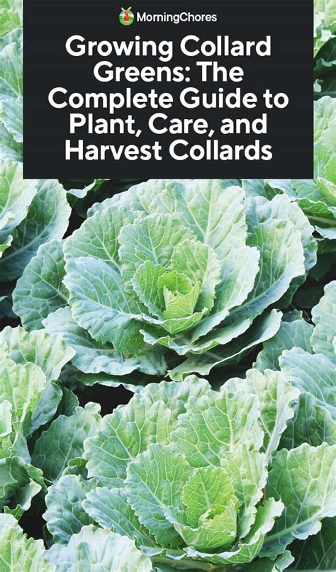 Growing Collard Greens The Complete Guide To Plant Care And Harvest