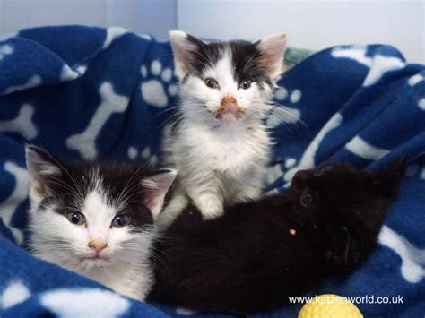 Charity Mews Barely Alive Kittens Found Abandoned In The Street Katzenworld Kittens Cat