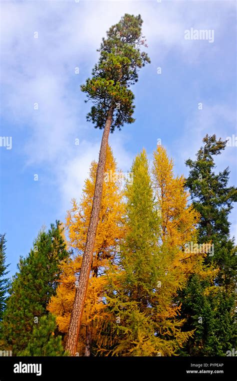 A Mixture Of Western Larch Trees Larix Occidentalis And Ponderosa