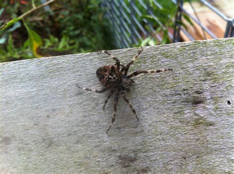 Hallo habe in unseren garten firsteine spinne enteckt.kann mir jemand sagen,welche das für eine spinne ist? Was für eine Spinne ist das? (Garten, Wiese) (Tiere ...