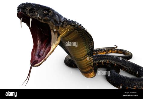3d Illustration King Cobra The Worlds Longest Venomous Snake Isolated