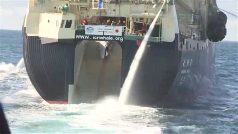 Bob Barker Encounter With Yushin Maru 2 Transfers Poached Whale To
